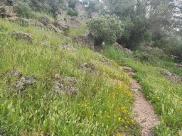 Flora del Cerro Masatrigo